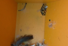 Spalatorie Curatatorie Rasnov Spalatorie Covoare Perne si Paturi Brasov - Spalatoria 123